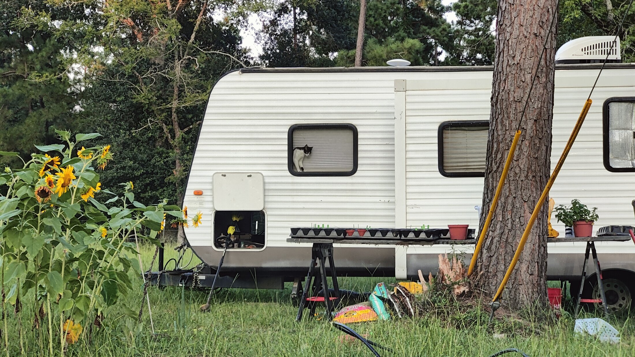 the travel trailer parked under pines with sunflowers and a cat in the window